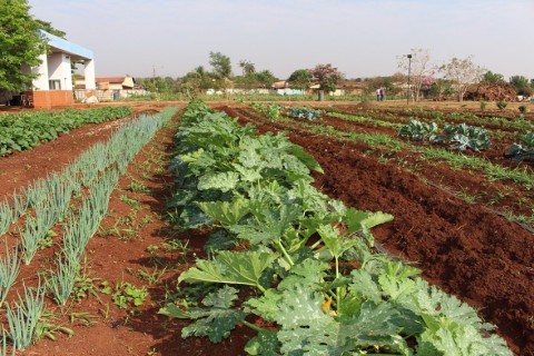 Com pregão, município de Itumbiara compra  R$ 700 mil em  mudas de plantas e sementes para hortas e rotatórias
