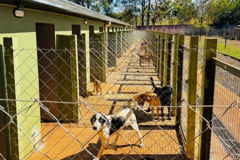 Prefeitura de Itumbiara regulamenta  bem-estar animal e cria método de captura, esterilização e devolução  de animais comunitários e errantes