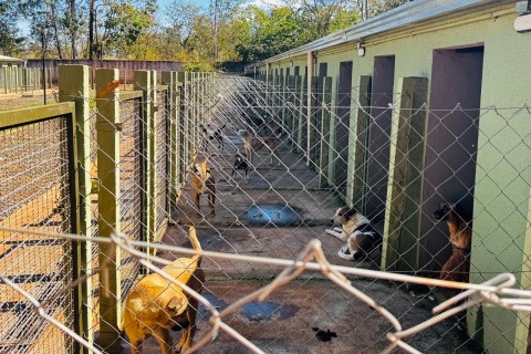 Município de Itumbiara tem mais de 600 cães abandonados em abrigos e enfrenta problemas na alimentação